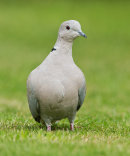 Collared Dove