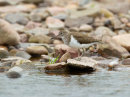 Common Sandpiper