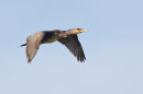 Cormorant