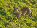 Chinese Water Deer