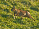 Chinese Water Deer