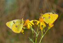 Clouded Yellows