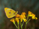 Clouded Yellow