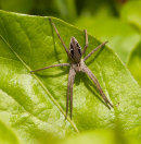 Common Stretch Spider