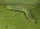 Caterpillar (unidentified)