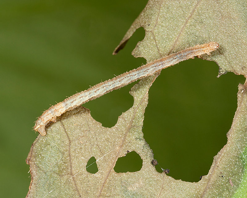 Caterpillar (unidentified)