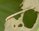 Caterpillar (unidentified)