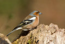 Chaffinch