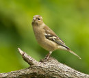 Chaffinch