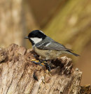 Coal Tit