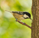 Coal Tit