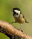 Coal Tit
