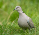 Collared Dove