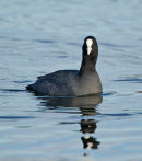 Coot