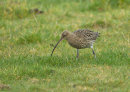 Curlew