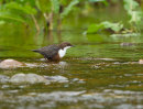 Dipper