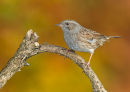 Dunnock