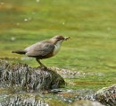 Dipper