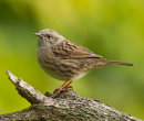 Dunnock