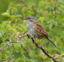 Dunnock