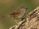 Dunnock