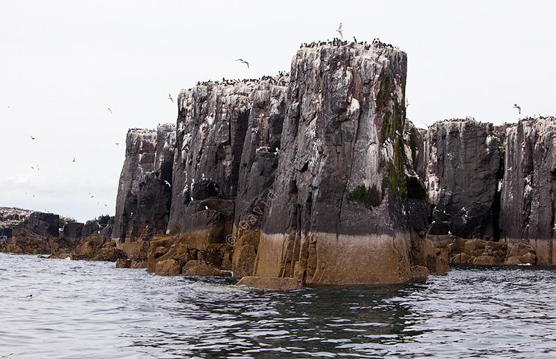 Farne Islands