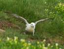Fulmar