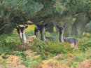 Fallow Deer