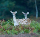 Fallow Deer