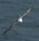Fulmar