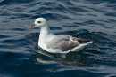 Fulmar