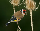 Goldfinch