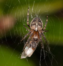 Garden Spider with flying ant
