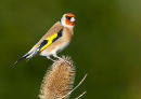 Goldfinch