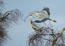 Grey Herons