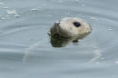 Grey Seal