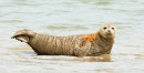 Common Seal