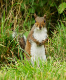 Grey Squirrel