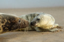 Grey Seal and Pup