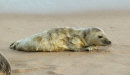 Grey Seal Pup