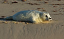 Grey Seal Pup