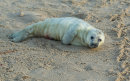 Grey Seal Pup