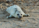 Grey Seal Pup