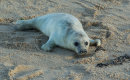 Grey Seal Pup