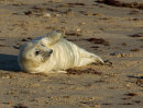 Grey Seal Pup
