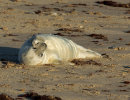 Grey Seal Pup