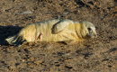 Grey Seal Pup