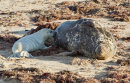 Grey Seal with Pup