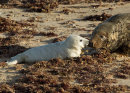 Grey Seal with Pup