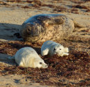 Grey Seal with Pups